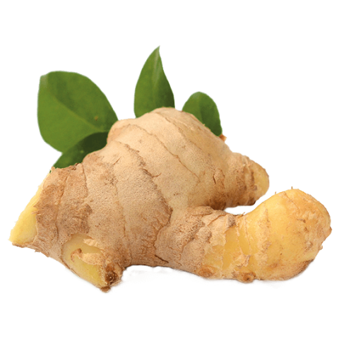 JENGIBRE